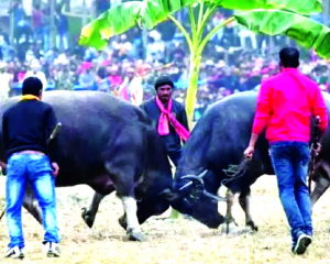 Assam to exclude buffalo fight from animal cruelty law
