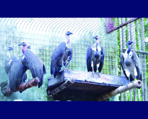 BNHS trains staff ahead of vultures release in MTR