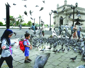 Court fines Mumbai resident Rs 5,000 for feeding pigeons