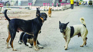 Delhi Govt clarifies no stray dog count duty for teachers amid controversy