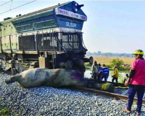 Eight elephants killed by train in Assam