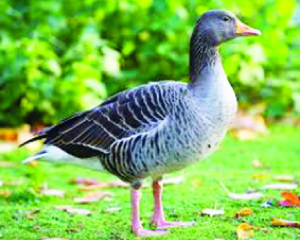 Female Greylag Goose tagged for migration study