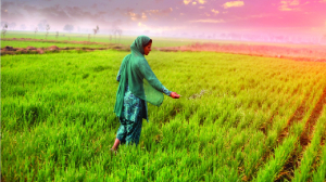 Fertile failures in fertile farms