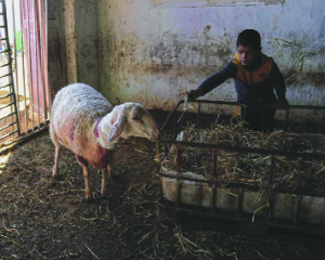 Israel settlers spray teargas on Palestinian children