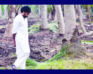 Konaseema Coconut Issues to Be Fixed: andhra Dy CM