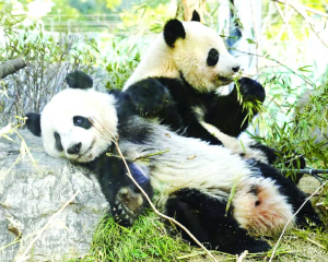 Popular panda twins to  leave Tokyo zoo