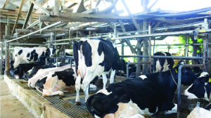 Protecting Agriculture and Dairy in Free Trade Agreements