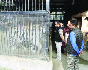 White tiger, lion cubs named in zoo