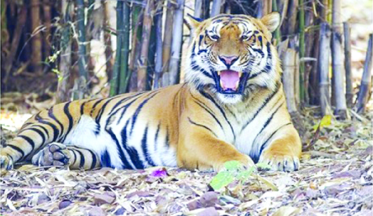 AI locates Pench tiger after 2-month chase