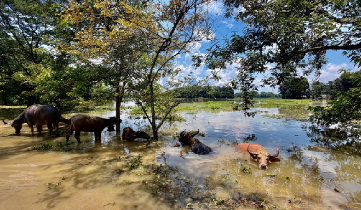 Assam Floods: Nearly 13,000 families still living without electricity