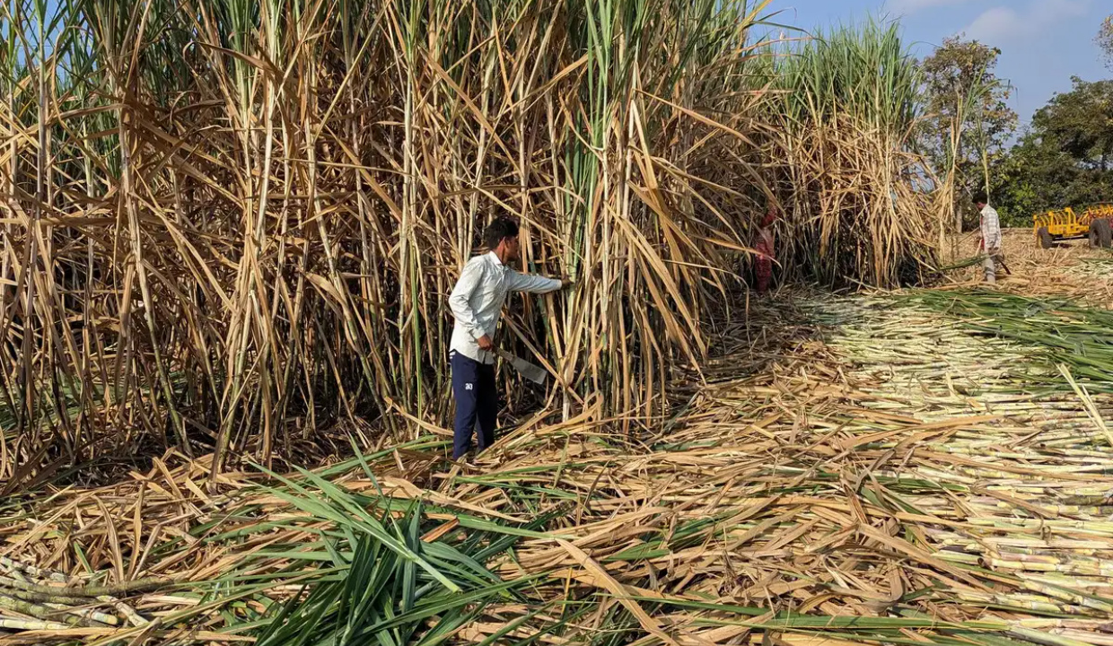 Australia flags India's sugarcane support as above WTO limit