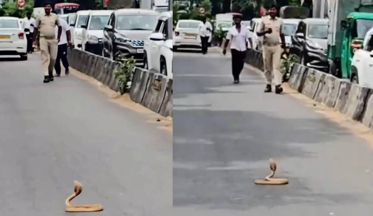Bengaluru traffic comes to a halt as Cobra sits on busy road for nearly 30 minutes