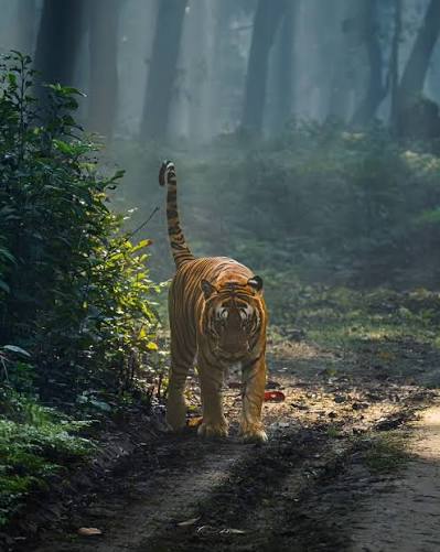 Corbett to host inaugural wildlife-focused literature festival in October