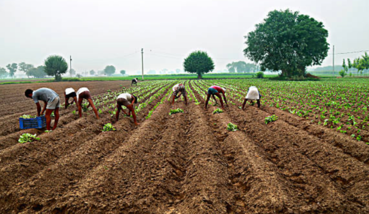 Fake farmer registrations used to sell cheap moong to govt at MSP in MP