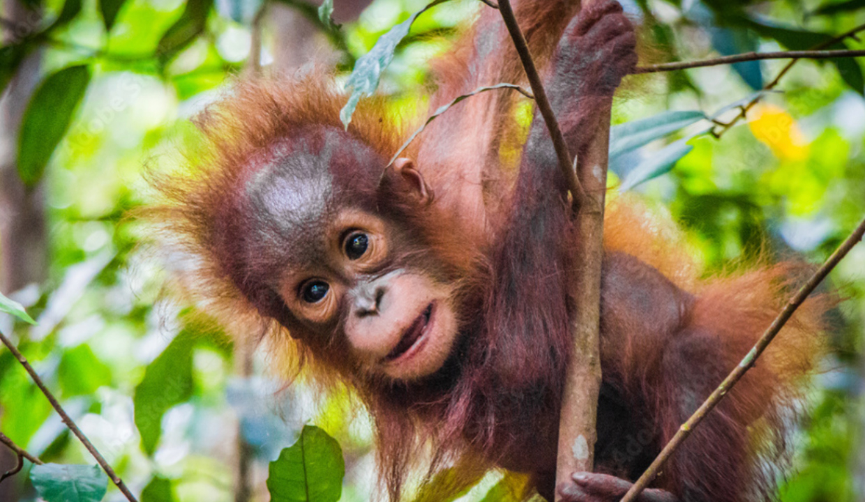 Five orangutans rescued in Odisha forest as wildlife smuggling suspected
