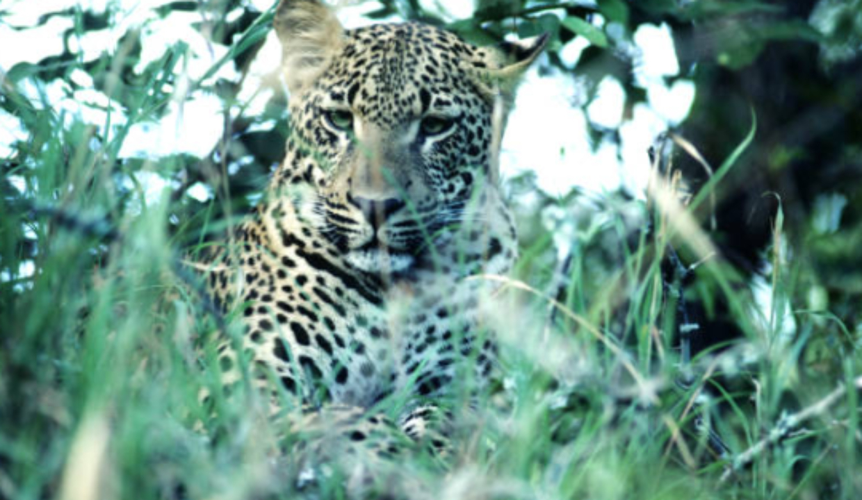 Fourth leopard captured in UP’s Dudhwa Buffer zone since August 2