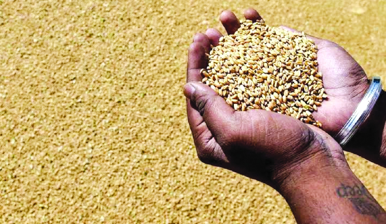Government lifts export ban on wheat and its products