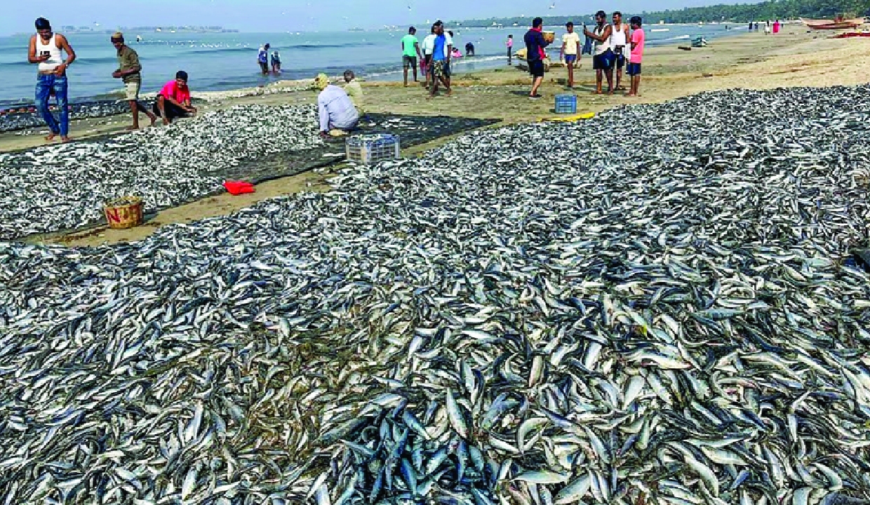 Hilsa returns to upper Ganga after decades