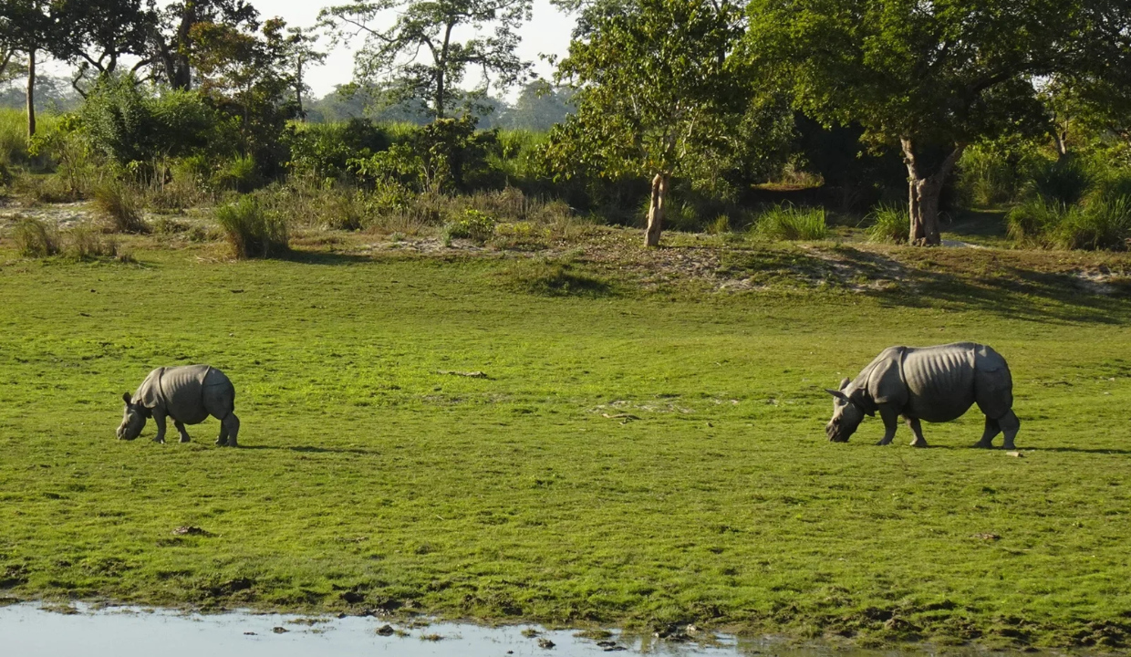 Himanta defends move to limit eco-sensitive zone around Kaziranga to 1 km