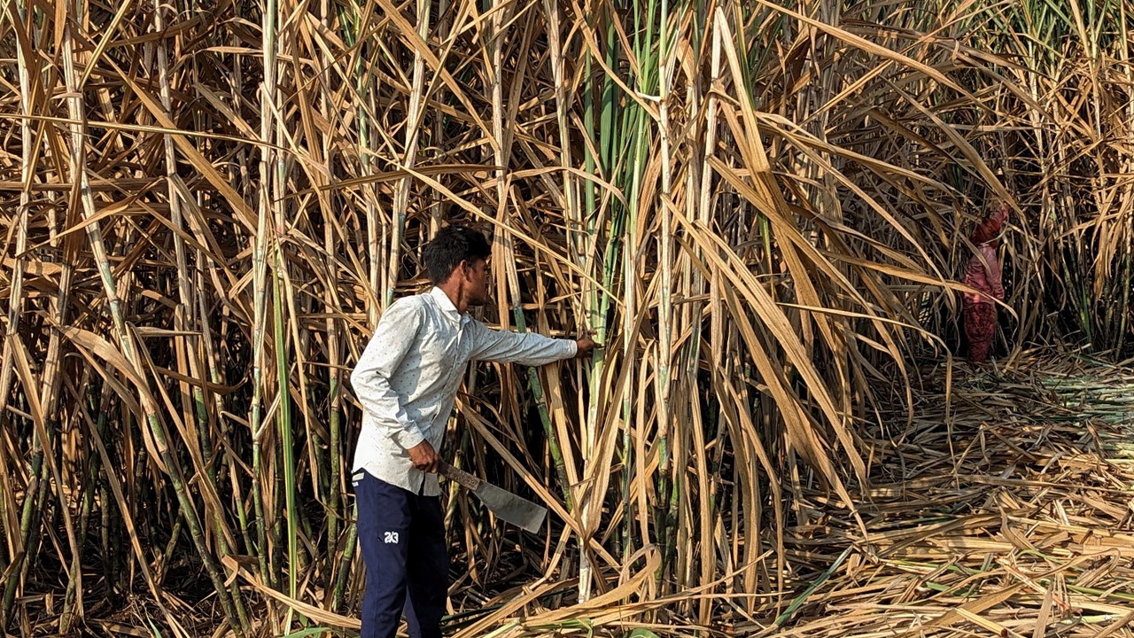 India’s biofuel moment