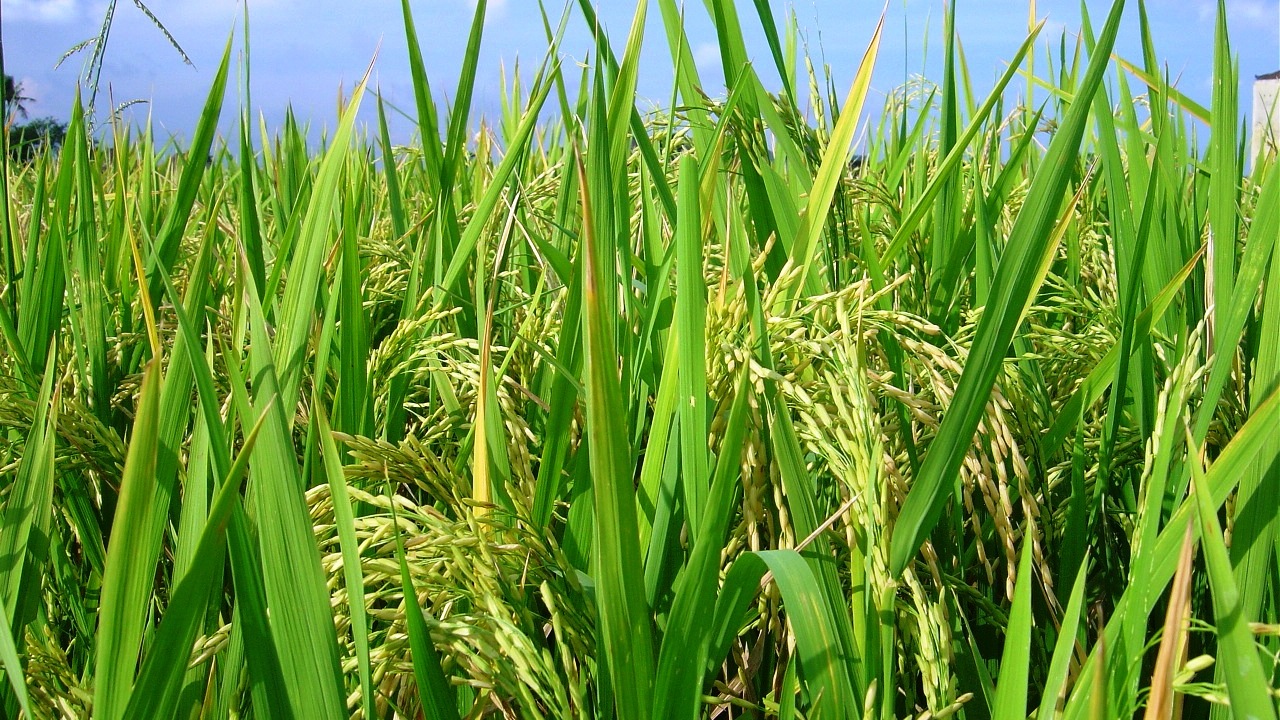 India, as the rice bowl of the world