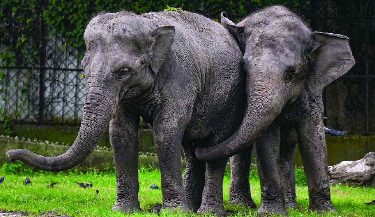 India leading sustainable future for elephants: Environment minister