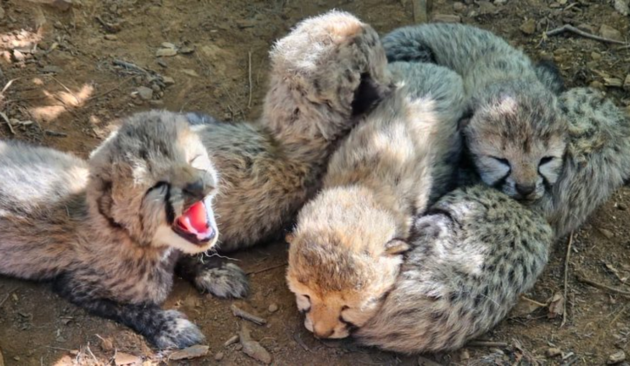Kuno cheetah KJP21 gives birth to five cubs, India’s cheetah population reaches 60