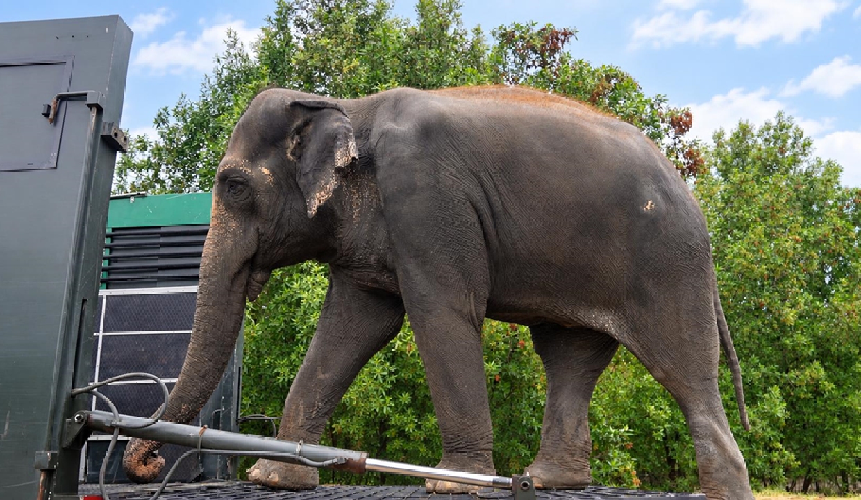 Madhuri the Elephant Completes Treatment at Vantara, Returns Home to Maharashtra After Over a Year of Specialised Care & Healing