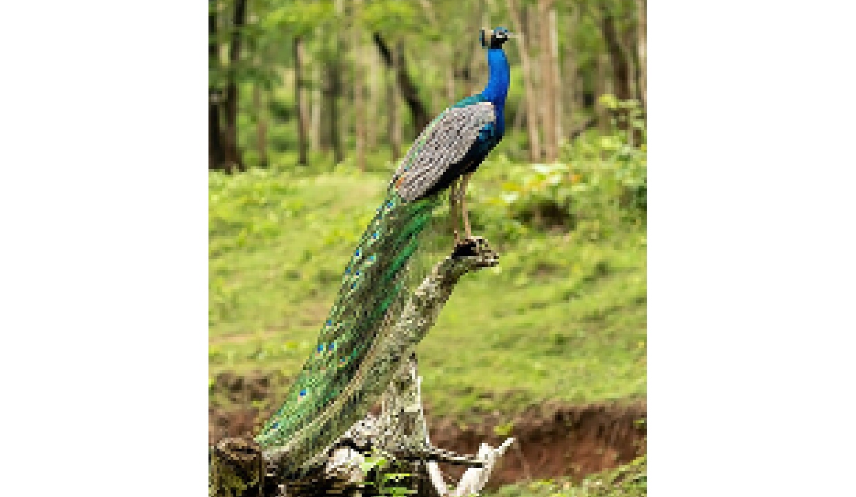 Man held for poisoned maize that killed 5 peacocks in MP