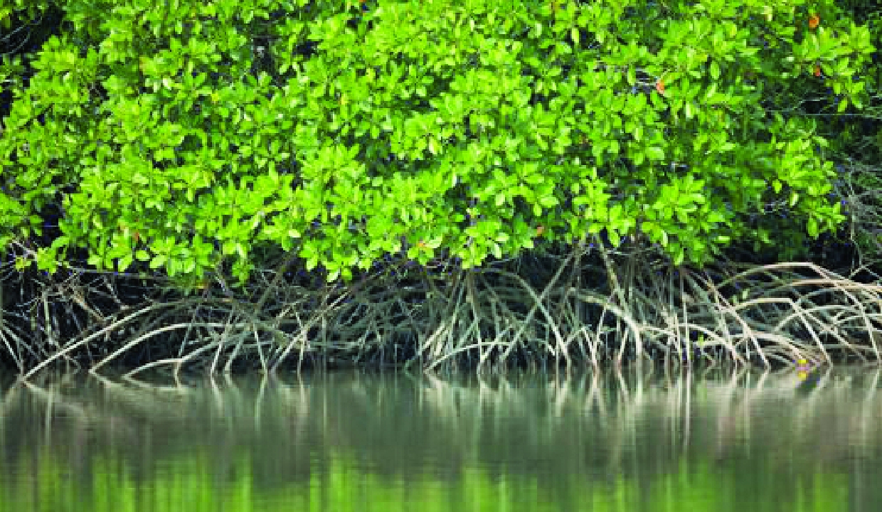 Mangroves: The foundation of coastal resilience