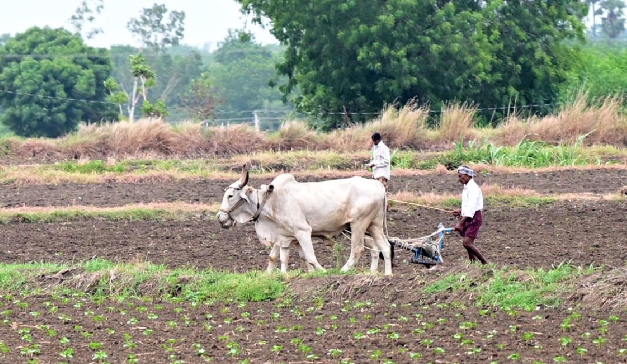 Marathwada sowing area shrinks 7% amid rainfall deficit