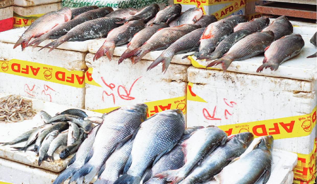 Meghalaya bans illegally imported fish from Bangladesh