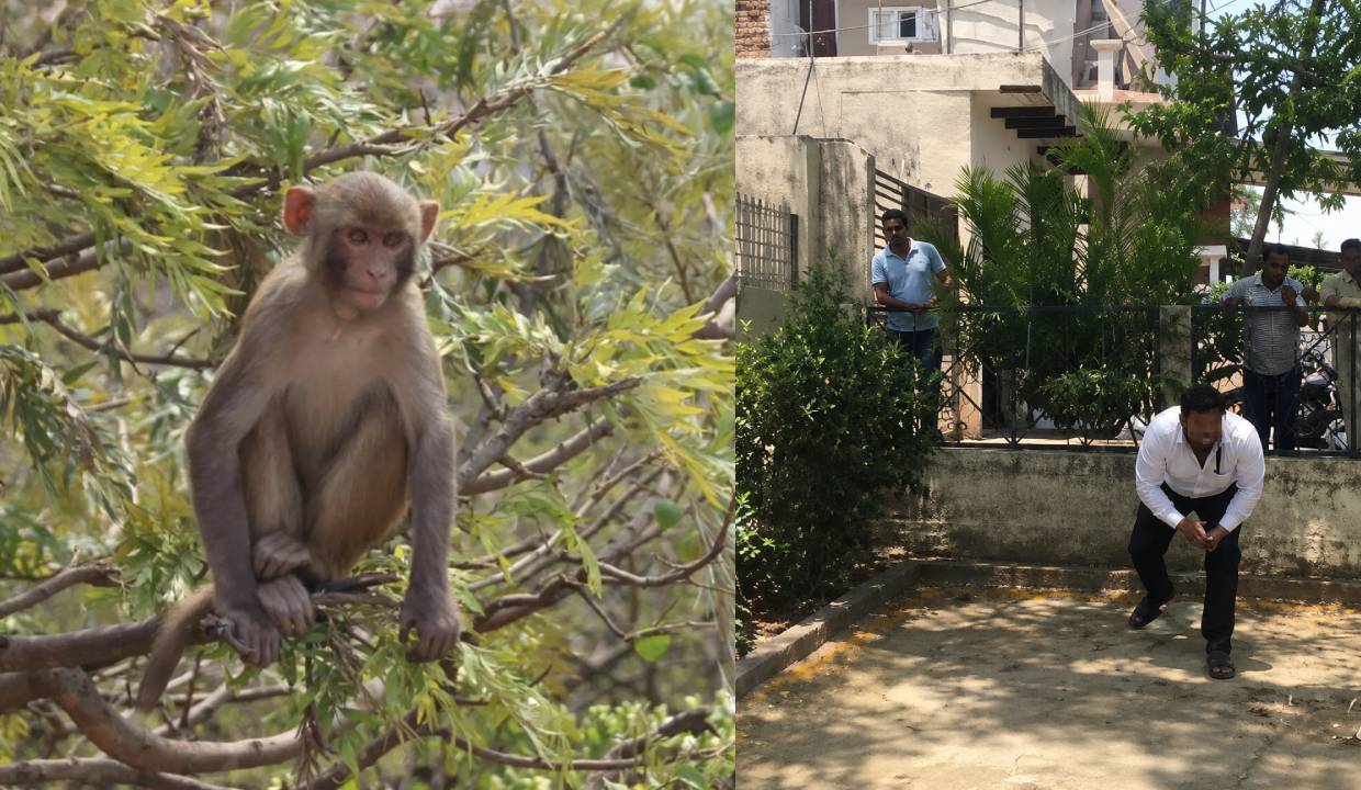 Monkey snatches bag with Rs 2 lakh, throws cash from tree in Bulandshahr court chaos