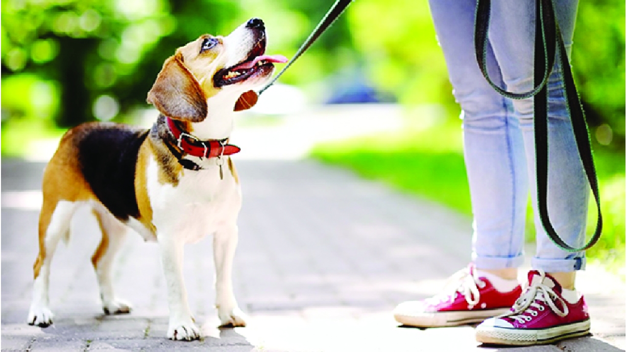 No leash, no mercy: INR 1,000 fine for dog owners