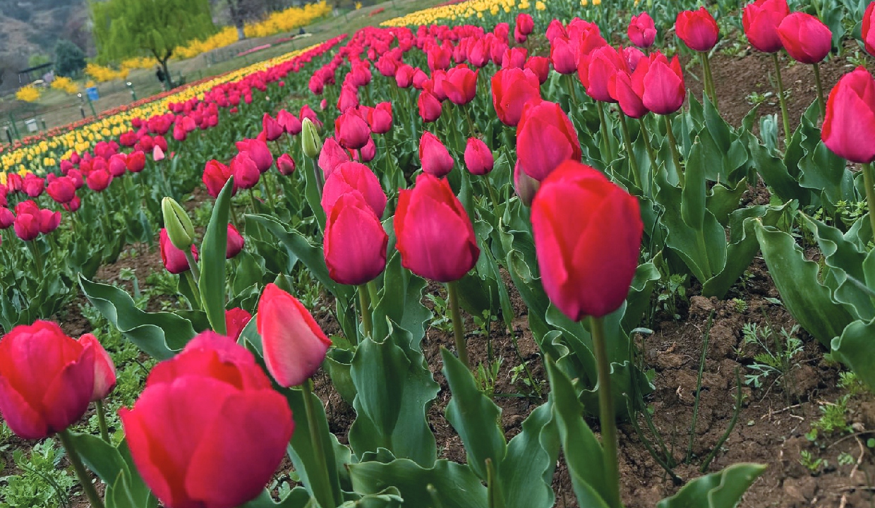 Omar Abdullah visits Srinagar Tulip Garden