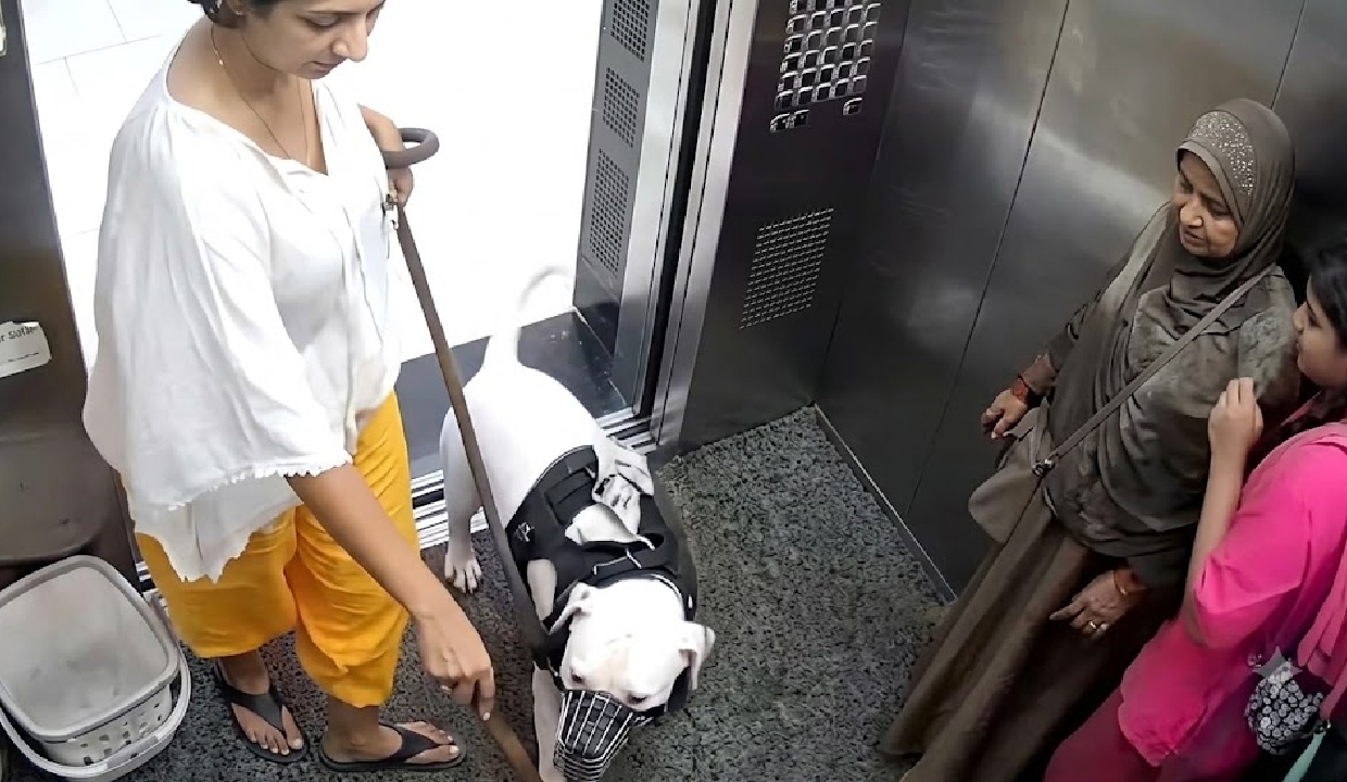 Pet dog lunges at three girls inside Mumbai lift; CCTV video sparks safety concerns
