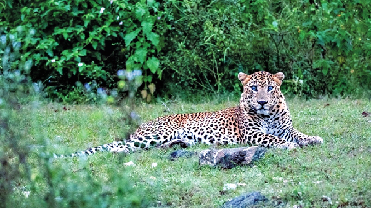 Private forests: Transforming India’s conservation landscape