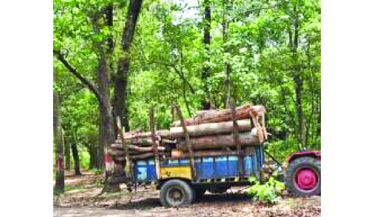 Rajaji tree felling intensified amid national highway protests