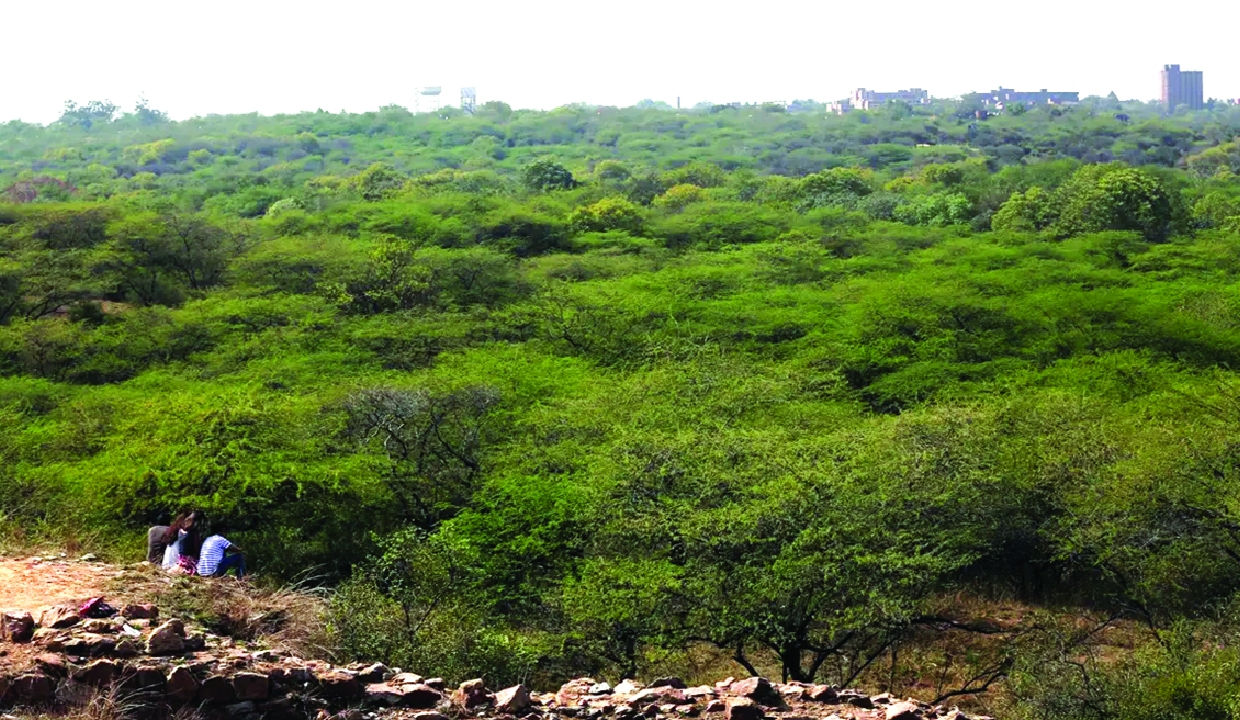 Rock carvings discovered in Delhi’s Central Ridge