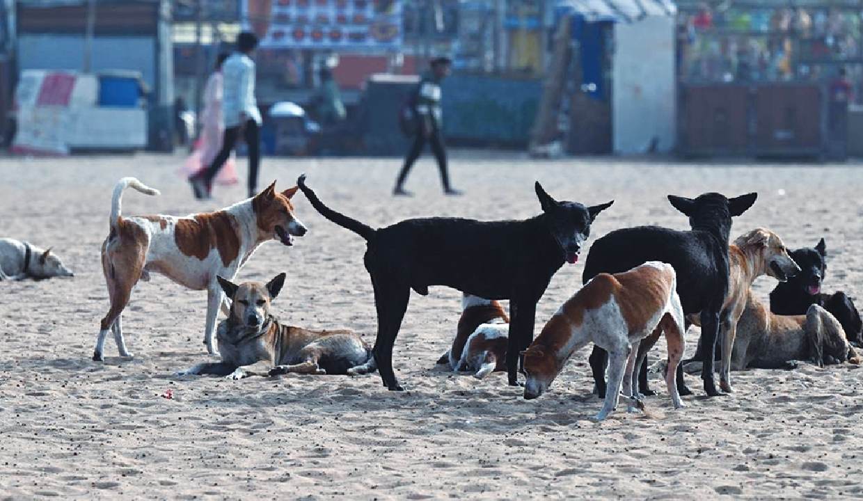 Stray dogs case: SC refuses to go into issue of harassment of women dog feeders