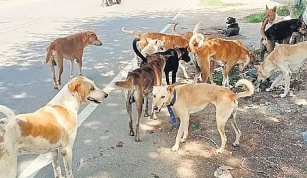 Supreme Court Refuses Clarification On Stray Dog Euthanasia Ruling, Declines To Reopen Judgment