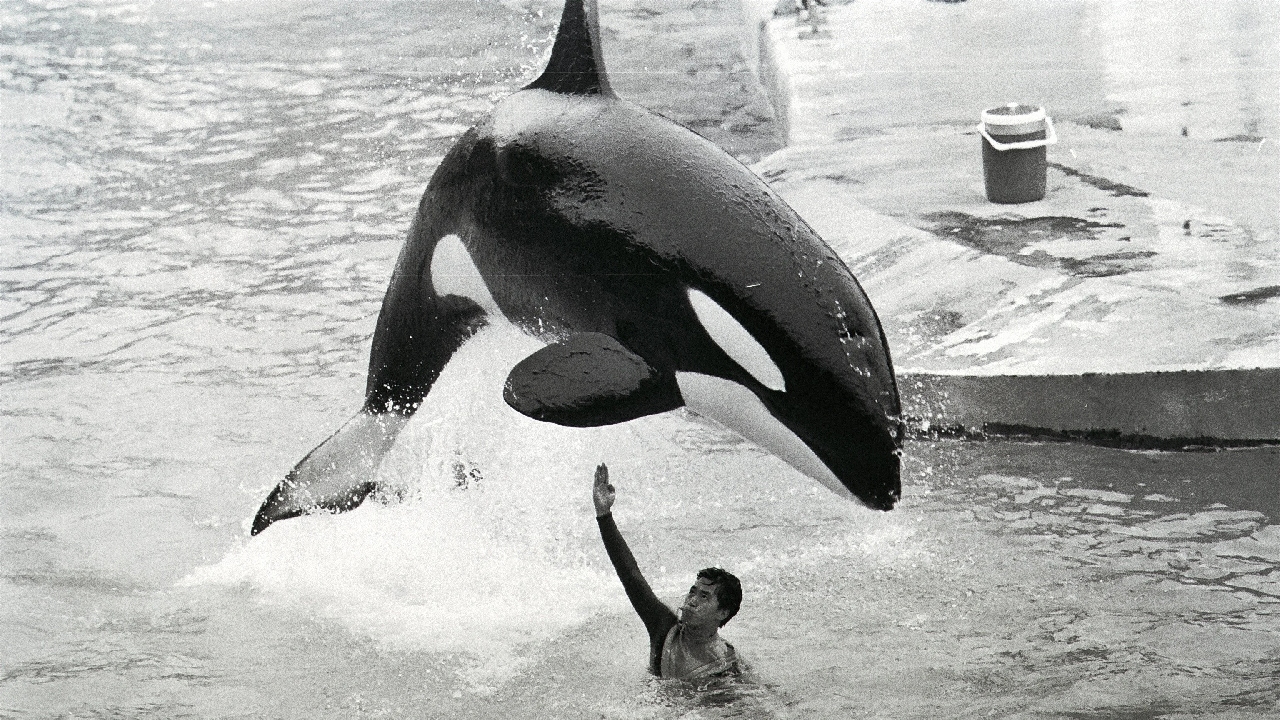 The dangerous paradox of human-animal interaction