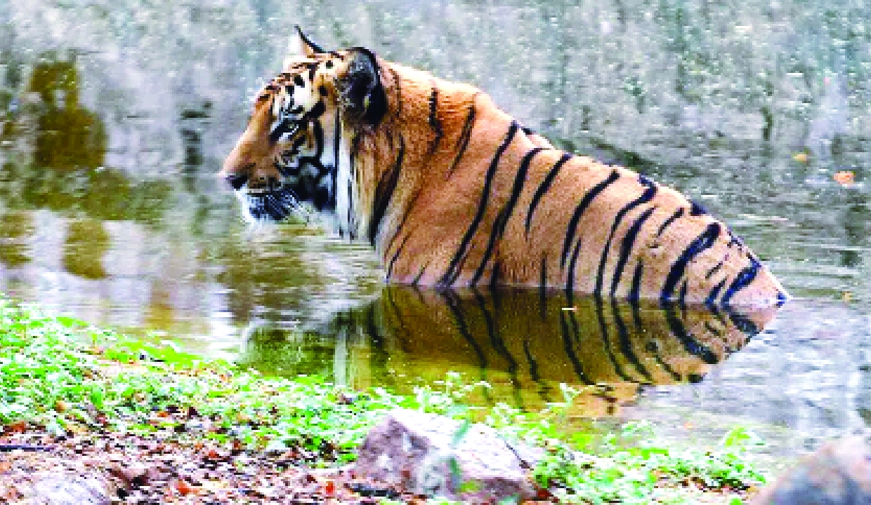 Tiger found dead in Panna reserve; third in three months