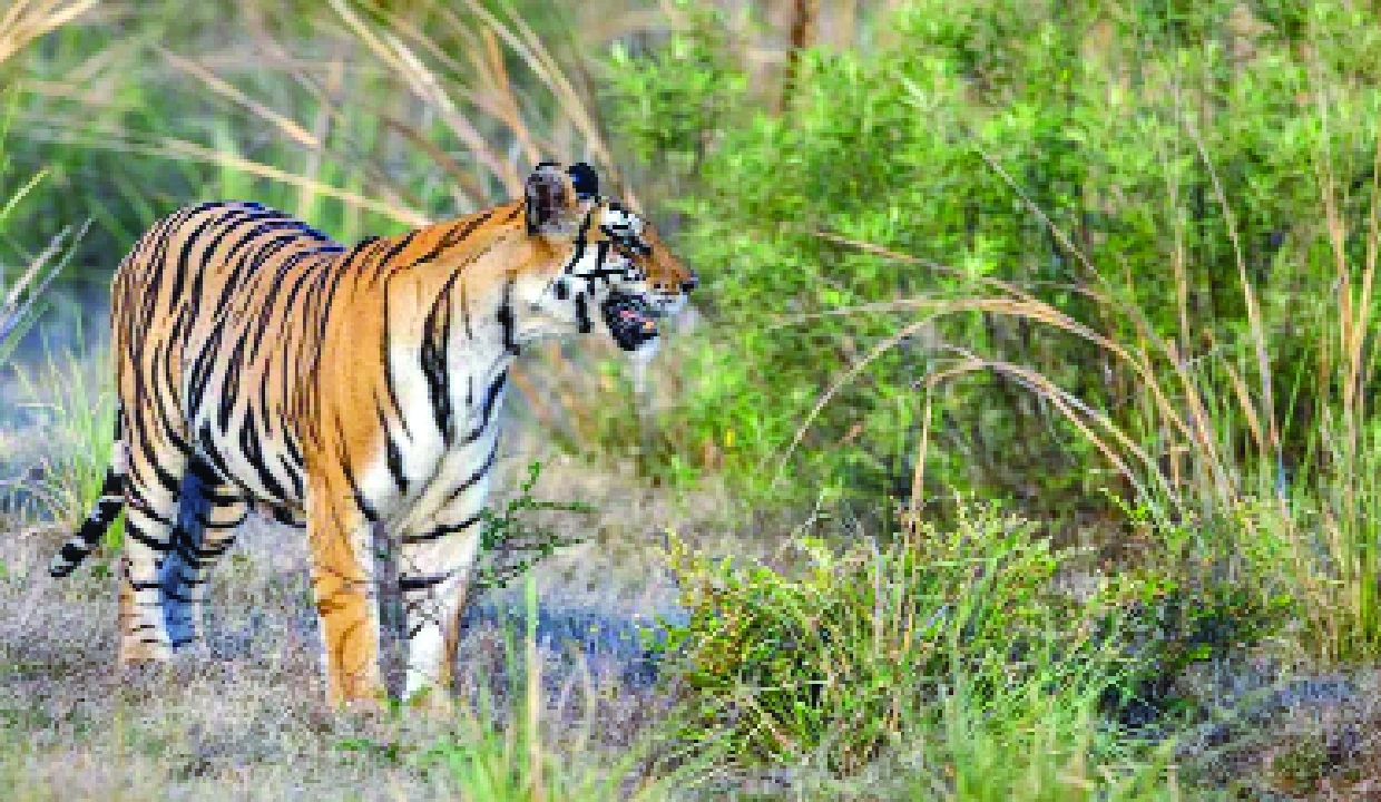 Tiger kills woman in Madhya Pradesh