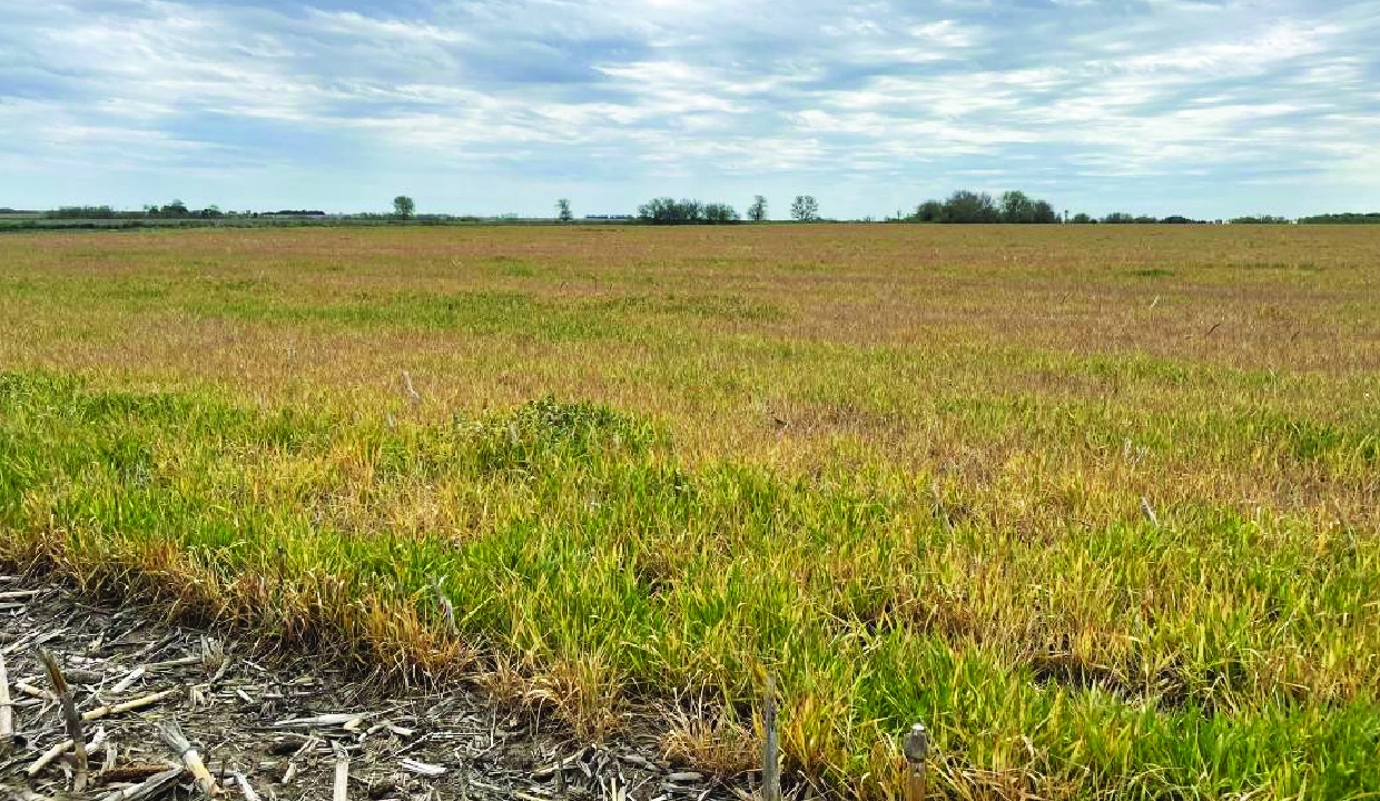 Tiny mites, hidden viruses, and a growing threat to wheat crops