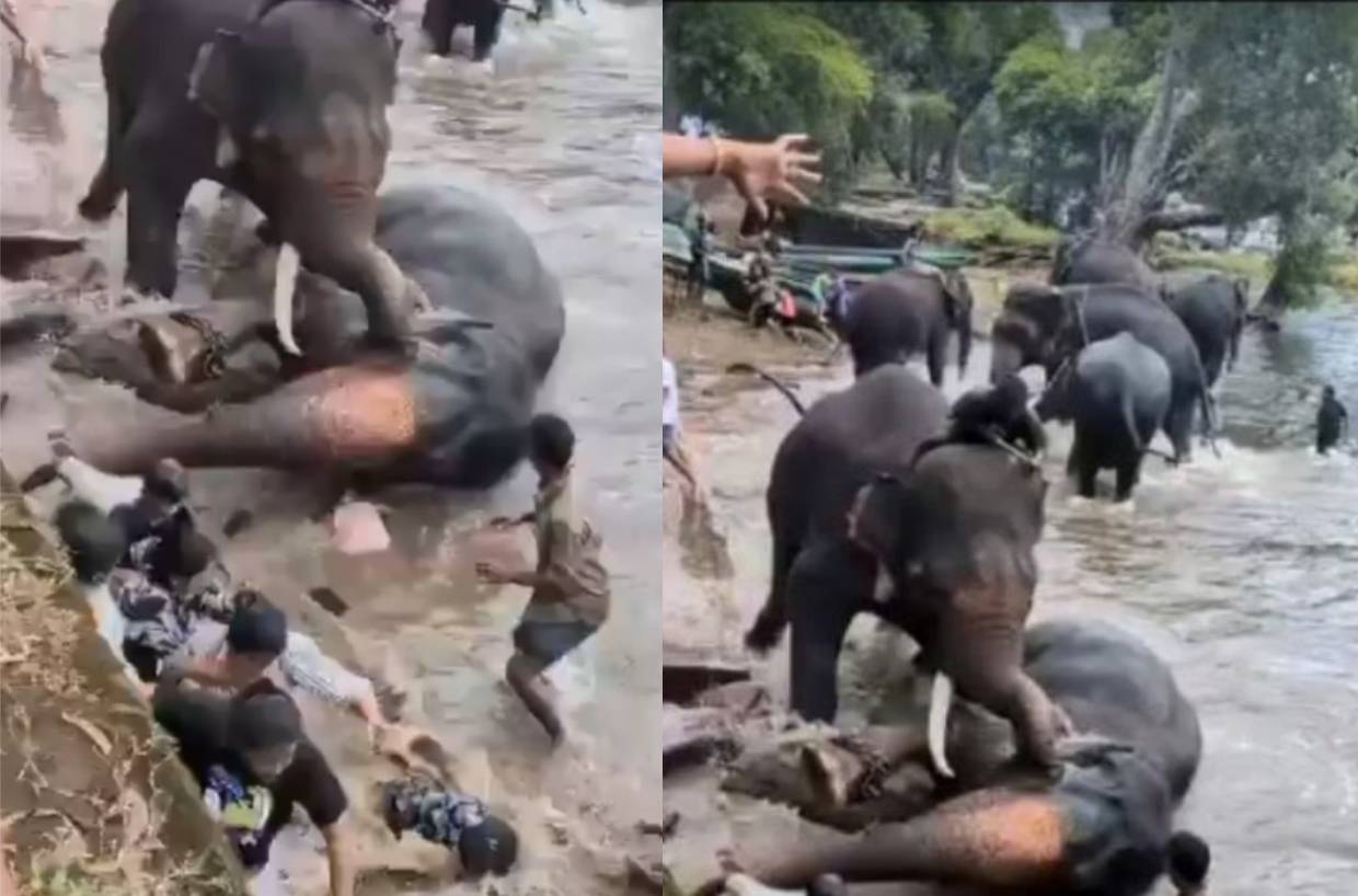 Tourist woman killed after elephant falls on her at Dubare Camp in Karnataka