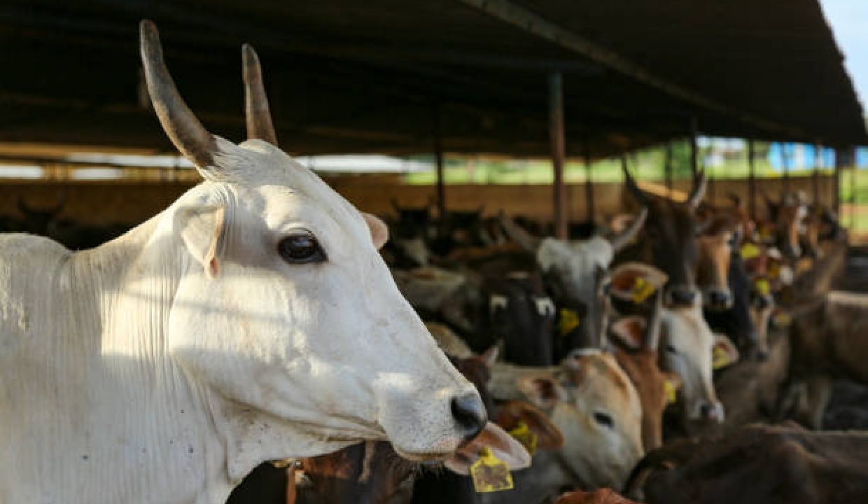 Two 'cattle smugglers' arrested after encounter in UP's Ballia