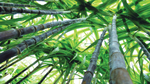 ‘Bismil’ cane variety gets nod for cultivation in four more States