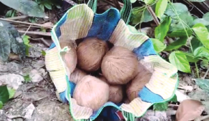 100 crude bombs seized in South 24 Parganas