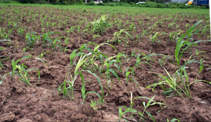 102 Karnataka taluks likely to be declared drought-hit after Cabinet review